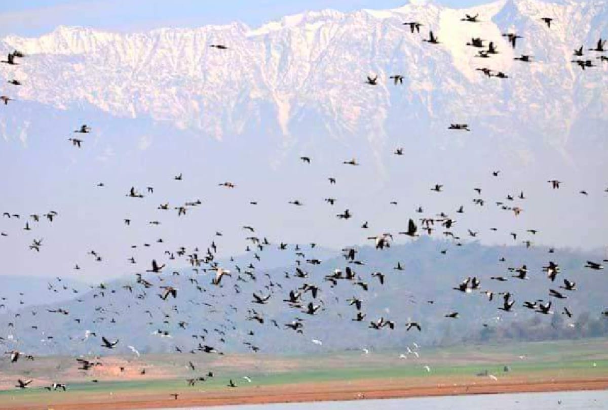 61 thousand Migratory birds reached in Pong lake of Himachal