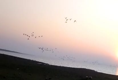 61 thousand Migratory birds reached in Pong lake of Himachal