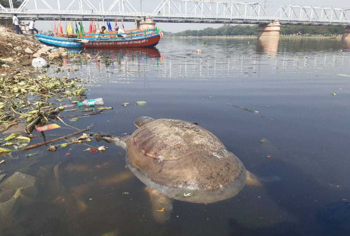 Turtle found dead in Yamuna river Mathura news