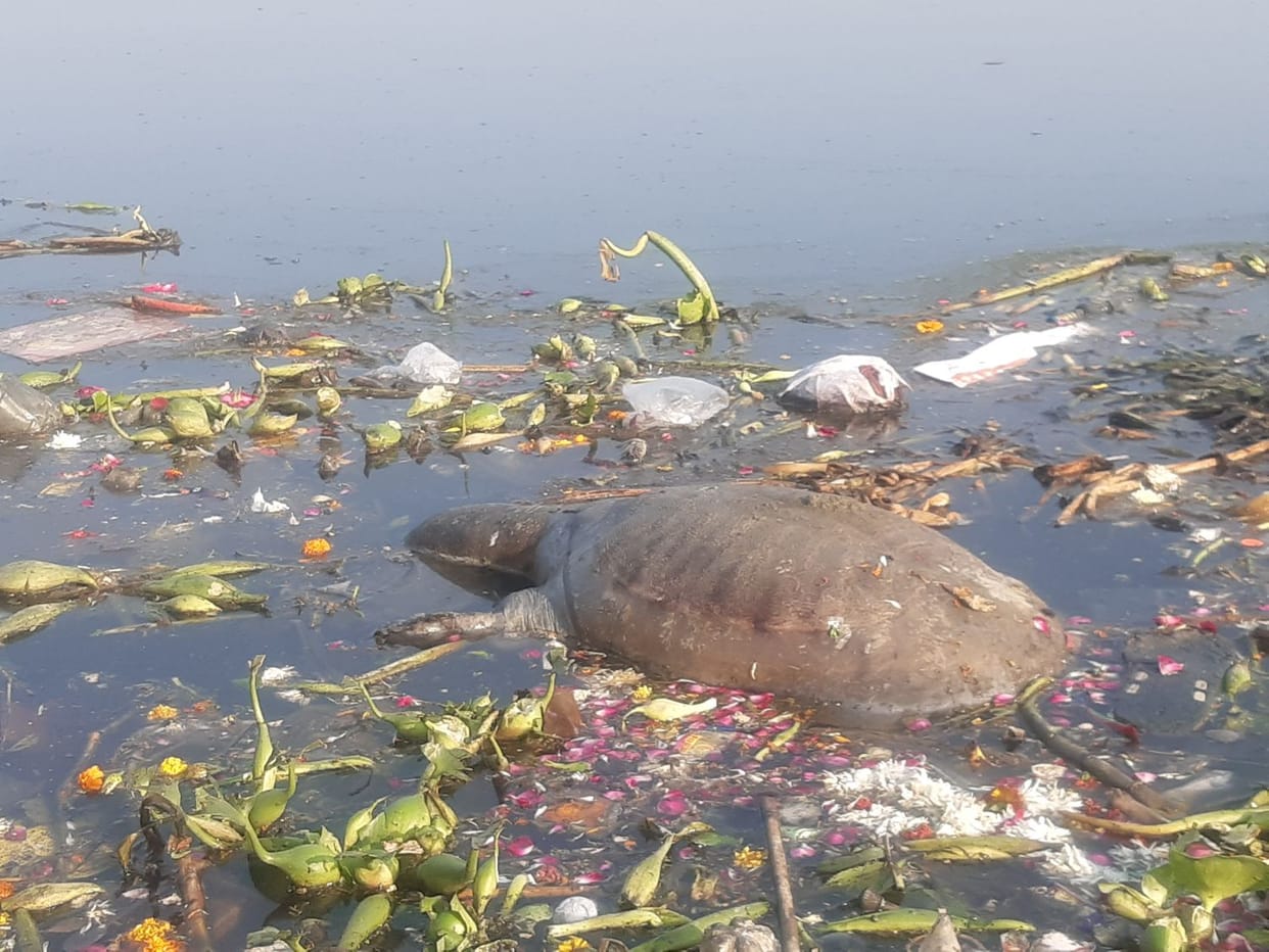 yamuna water polluted extremly , water birds dead