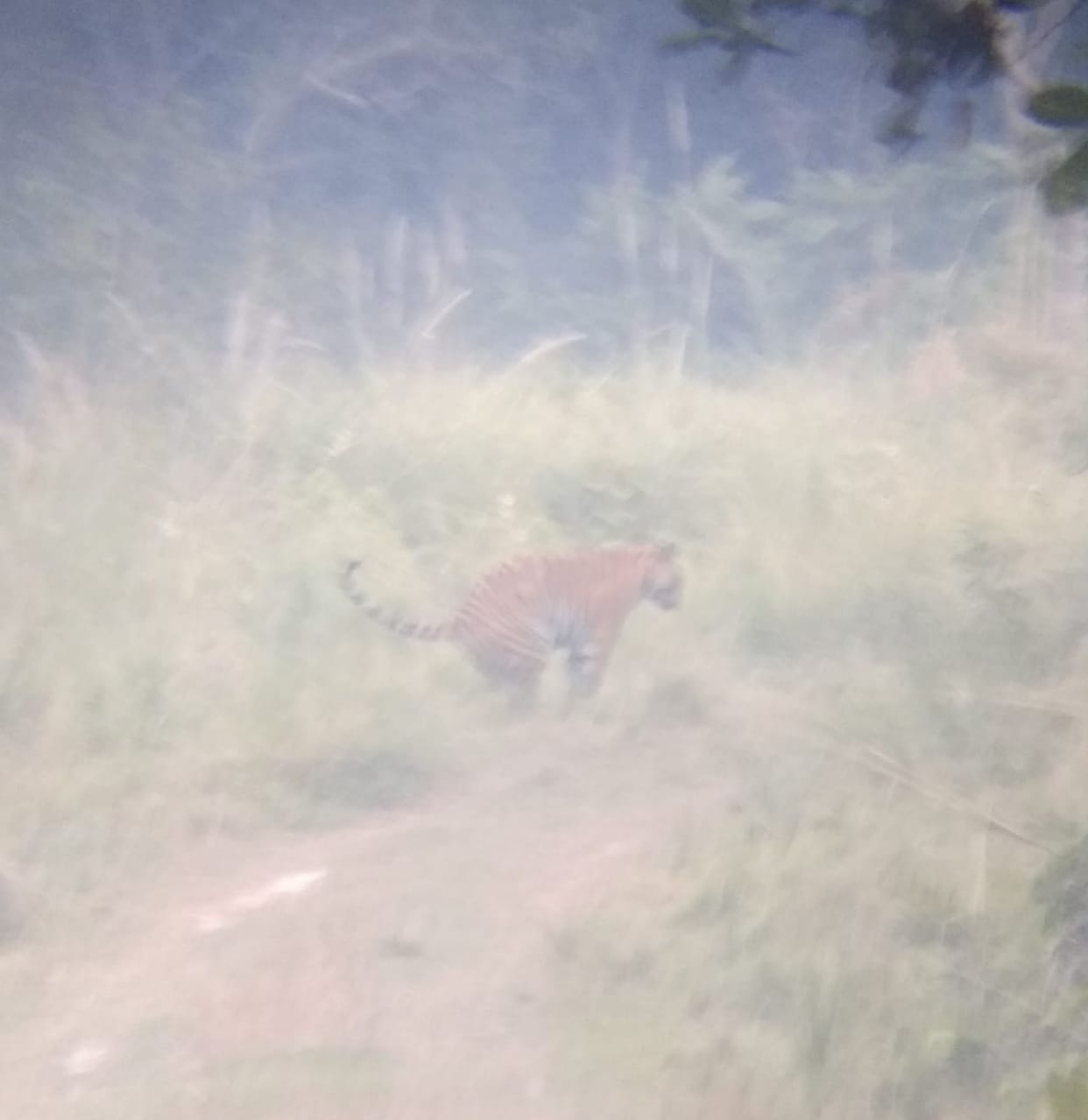 Foreign tourists thrilled to see tigers in Katarnia