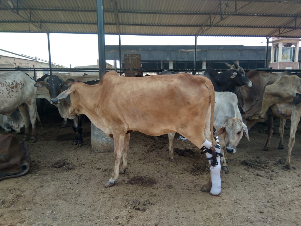 Veterinary doctor implanting artificial limb or leg in handicapped cattle at hingonia gaushala