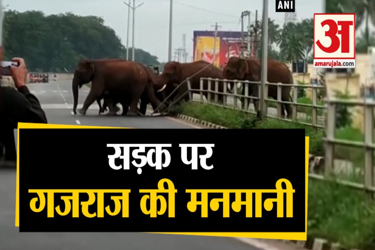 हाथी