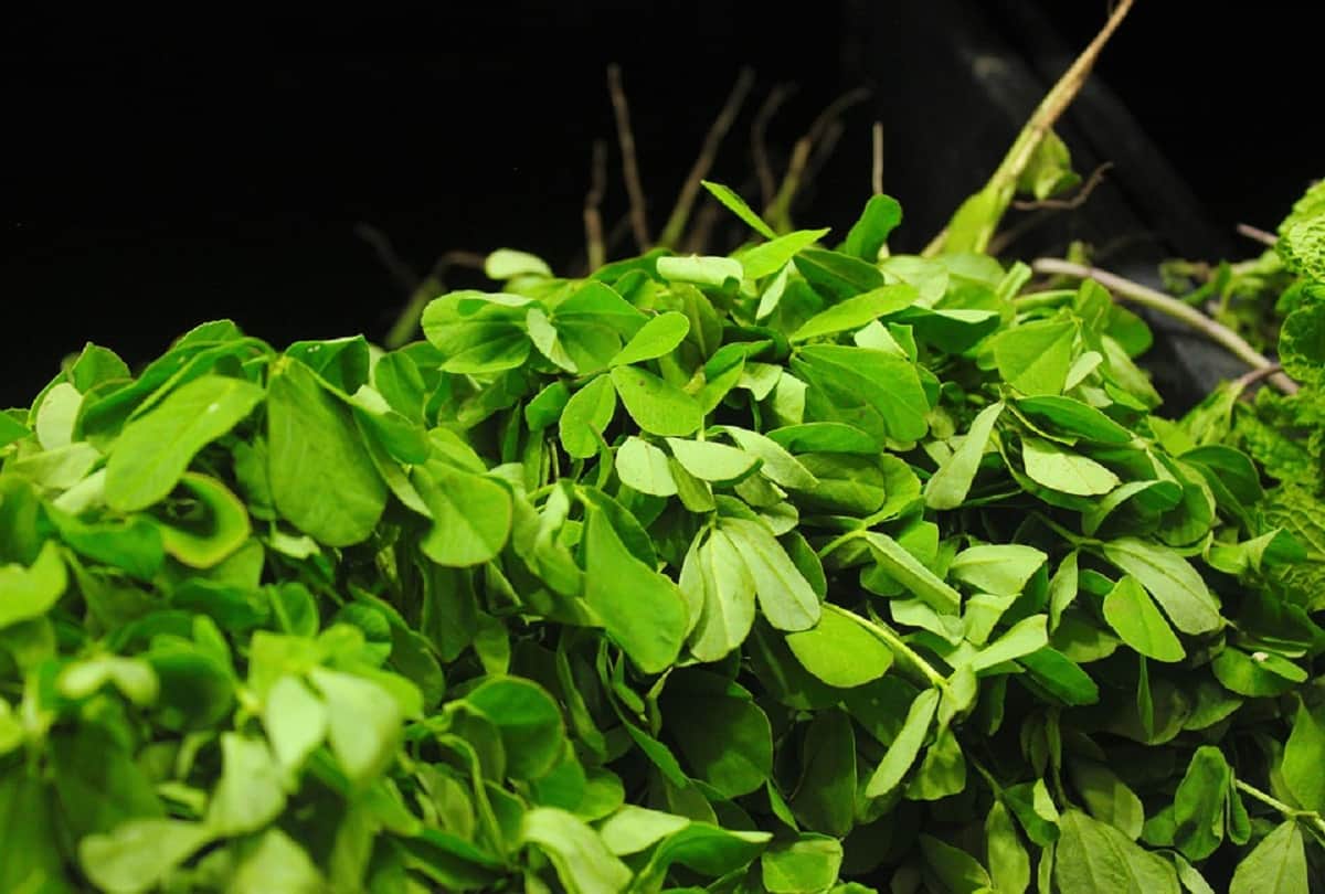 Health Benefits of fenugreek greens in stomach problems and diabetes