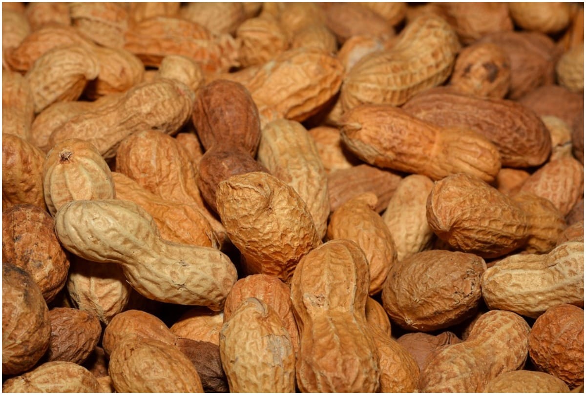 eating more than 100 gram peanut is harmful