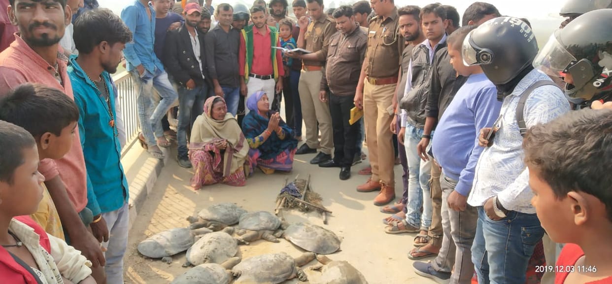 turtles traffickers busted in gorakhpur, police arrest two women with 21 turtles