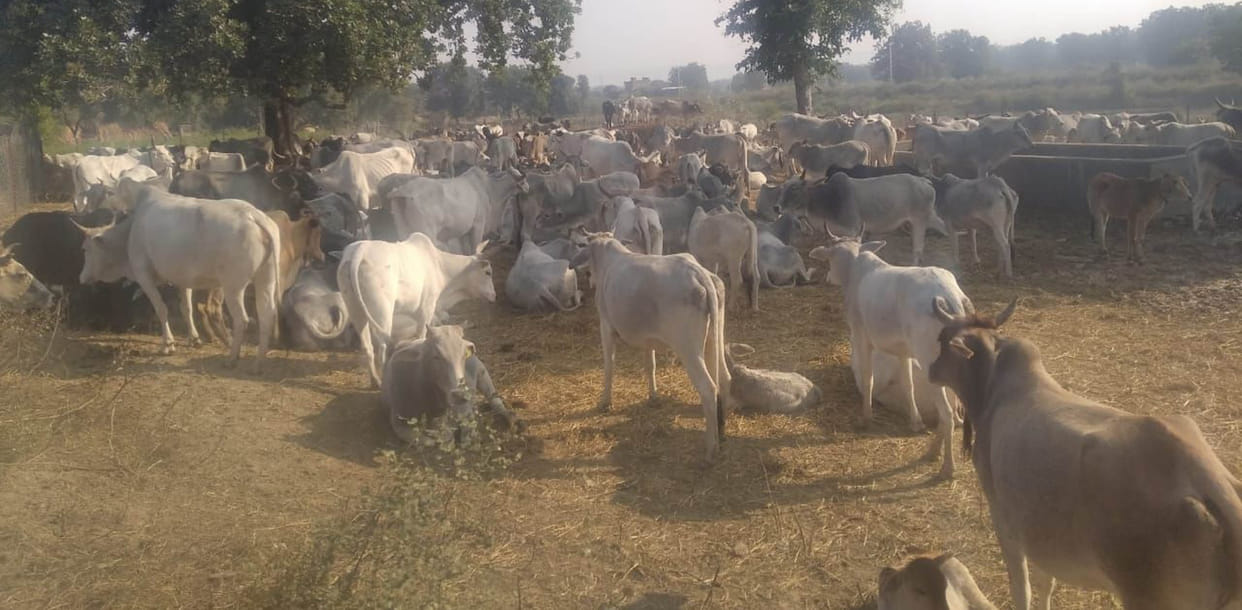 Anna cattle run away from cow shed 115 bigha crop
