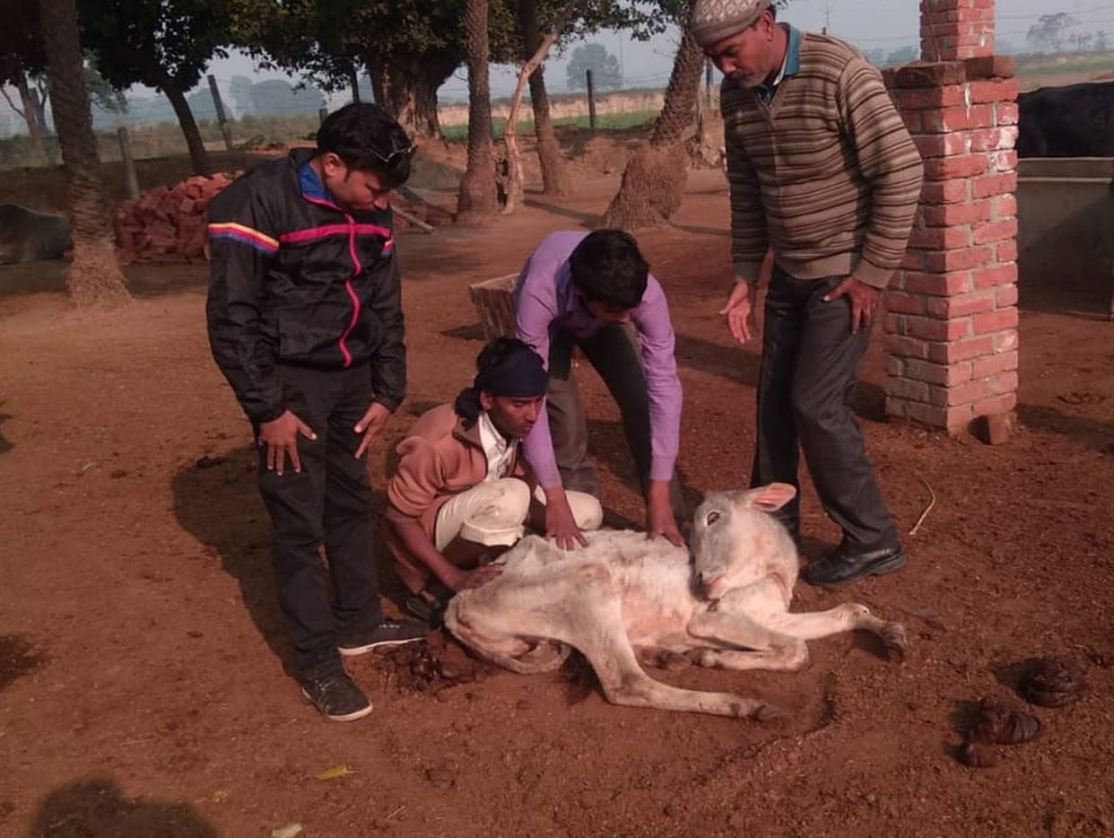 Death of a bovine in Gadanpur Chain Gaushala, five serious