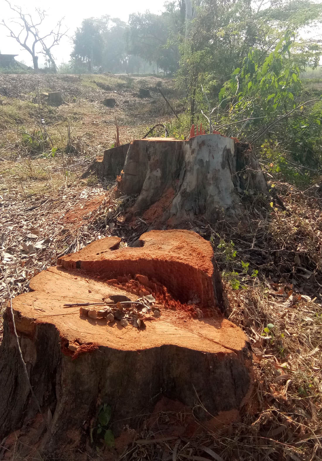 2000 trees slaughtered for forelane road