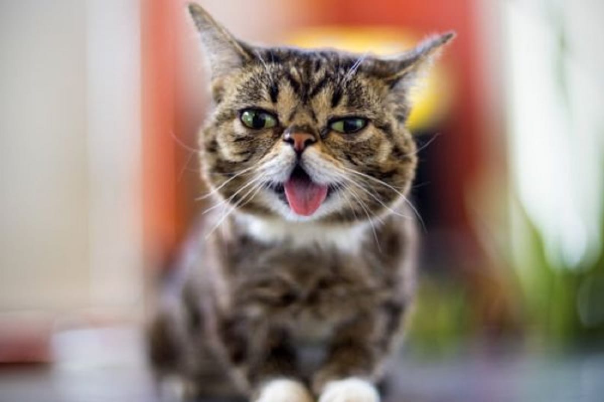 cat Lil Bub with 24 million followers on Instagram dies