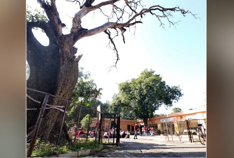Dry Tree in Condition to Fell Down at Vatika School Sector 19 Chandigarh