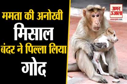 Female monkey adopts newborn puppy in holy city Haridwar