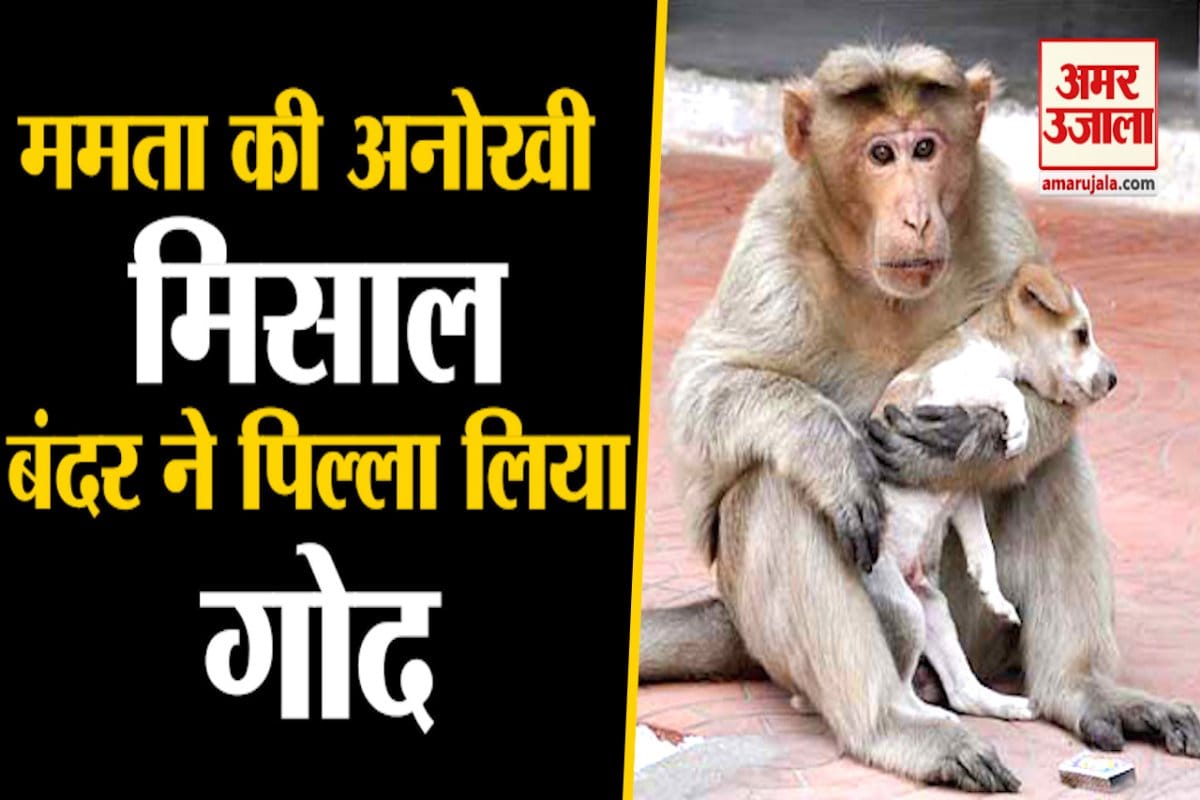 बंदर