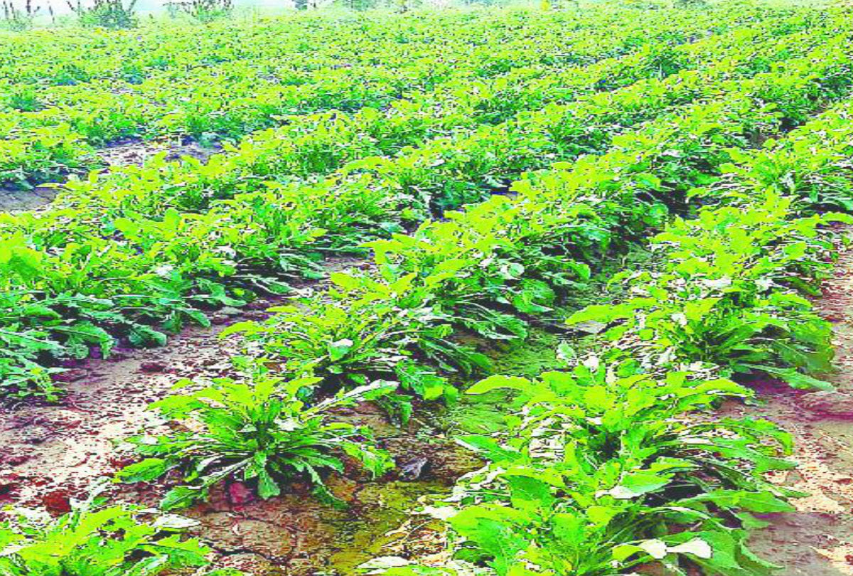 first time saffron farming in agra