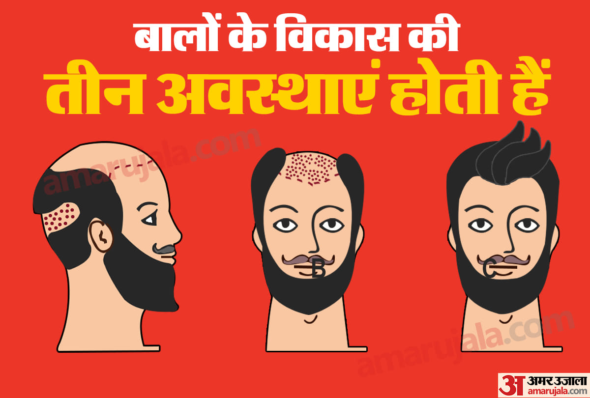 बालों के विकास की तीन अवस्थाएं होती हैं
