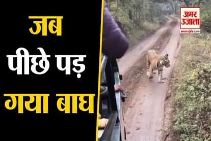 Tiger Chases Tourist Vehicle in Rajasthan's Sawai Madhopur