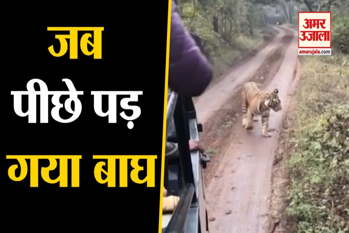 बाघ