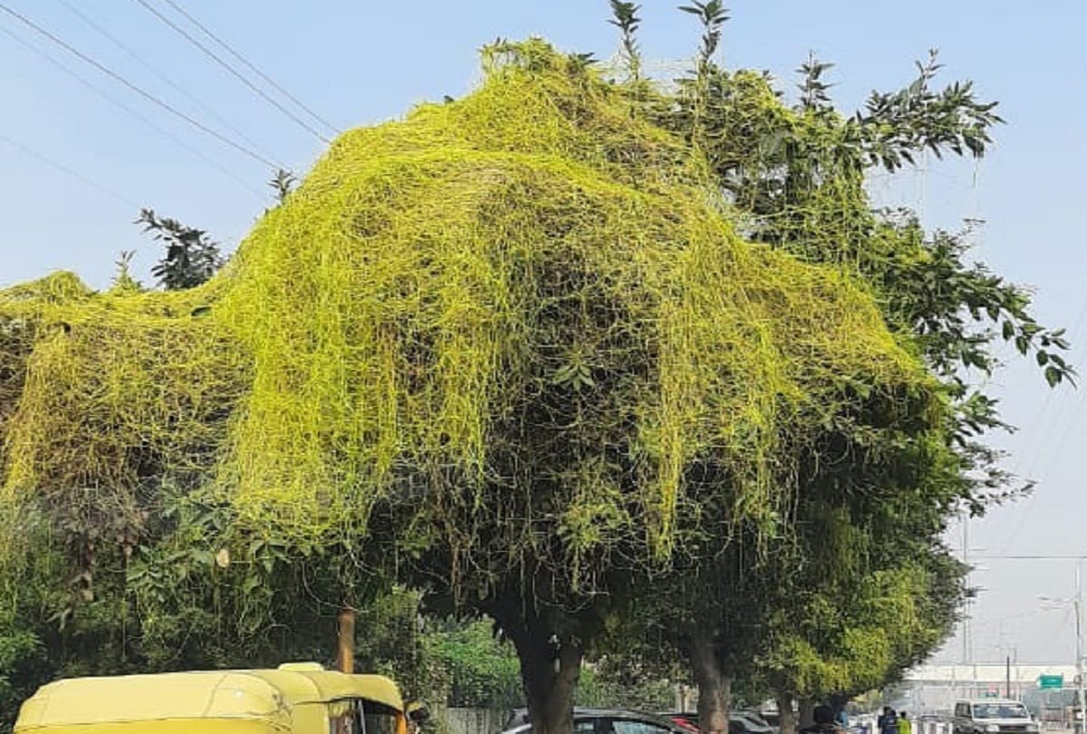 Amarabelle vines killing green trees in Noida