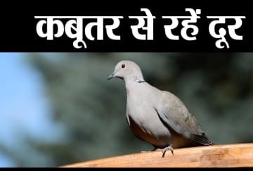 Pigeon Are Now Bad For Health Amar Ujala Hindi News Live
