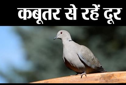 pigeon are now bad for health