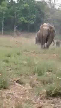 Elephants run behind tourists' gypsies