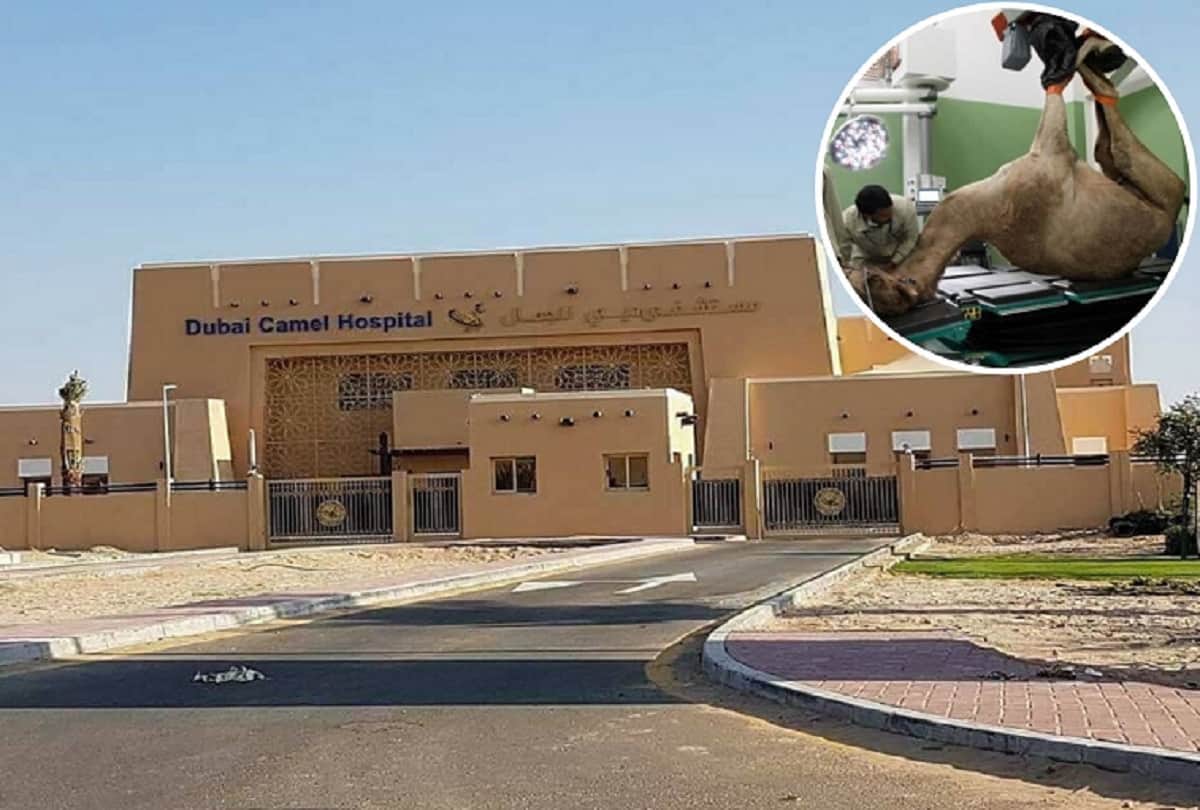 unique hospital in world where only camels are treated