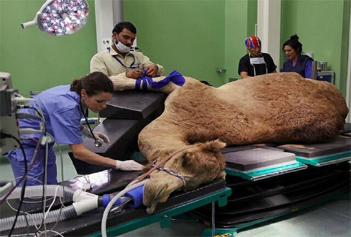 unique hospital in world where only camels are treated
