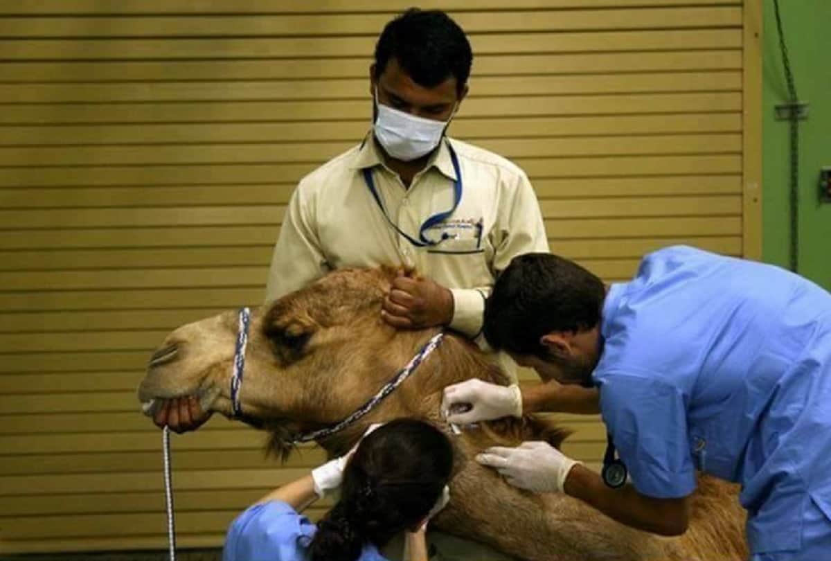 Dubai Camel Hospital is the Worlds only such hospital where treating camels