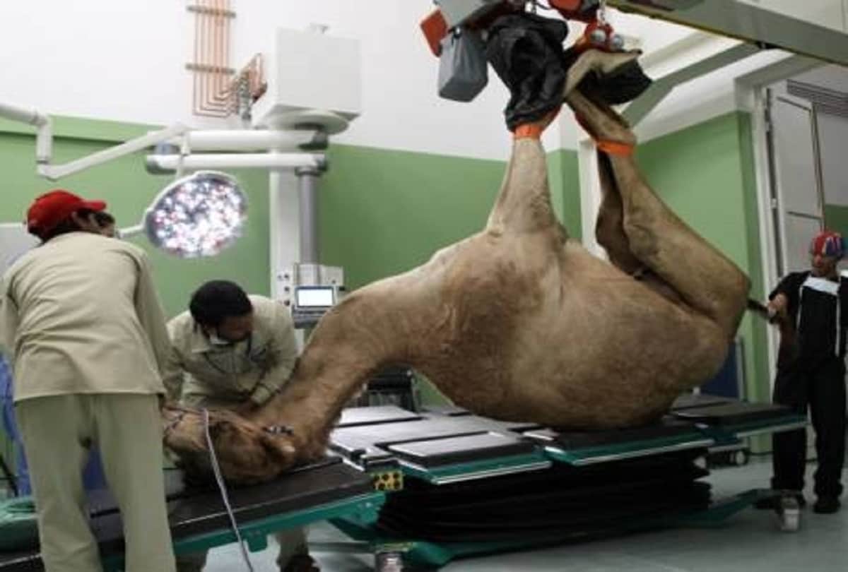 Dubai Camel Hospital is the Worlds only such hospital where treating camels