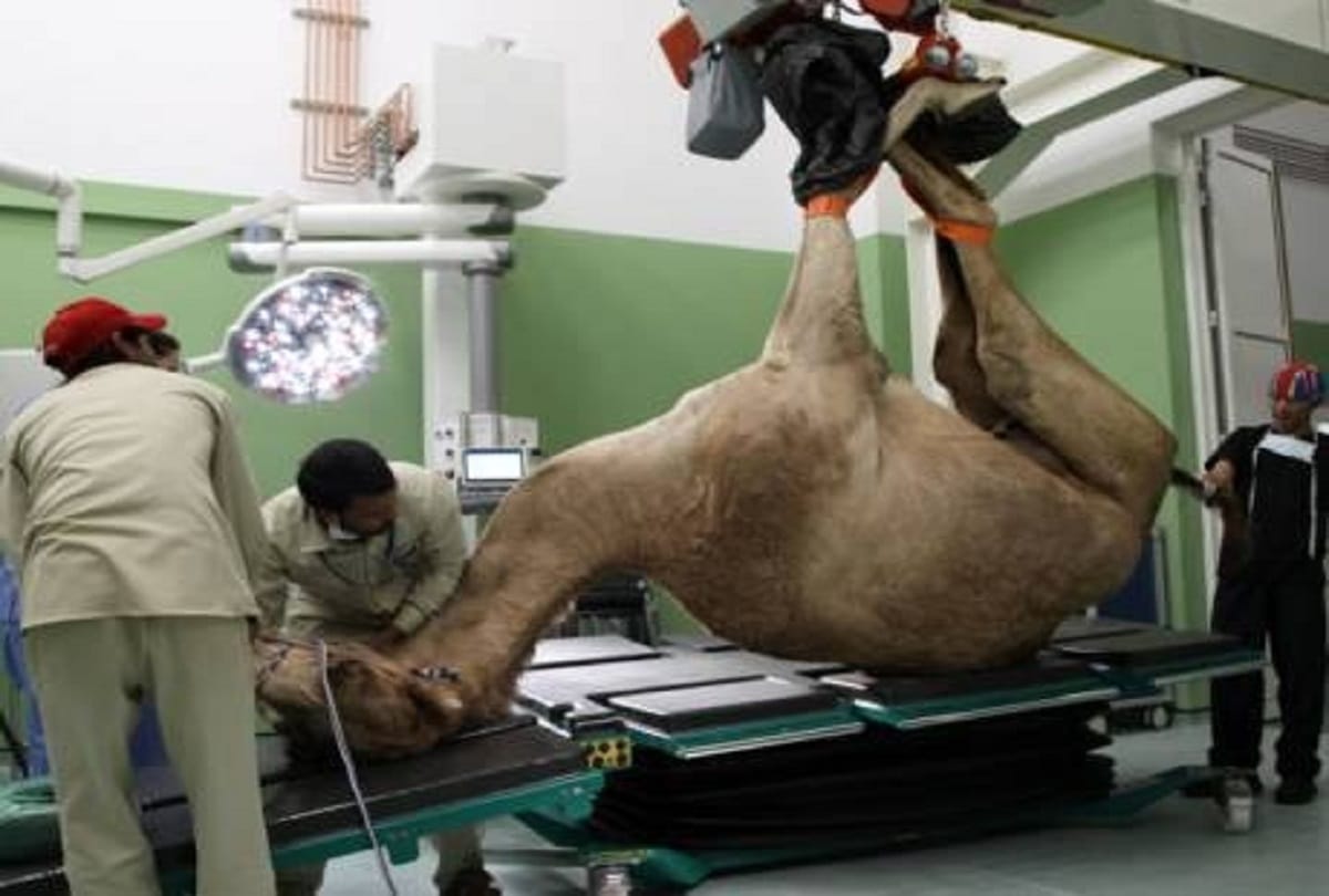 unique hospital in world where only camels are treated