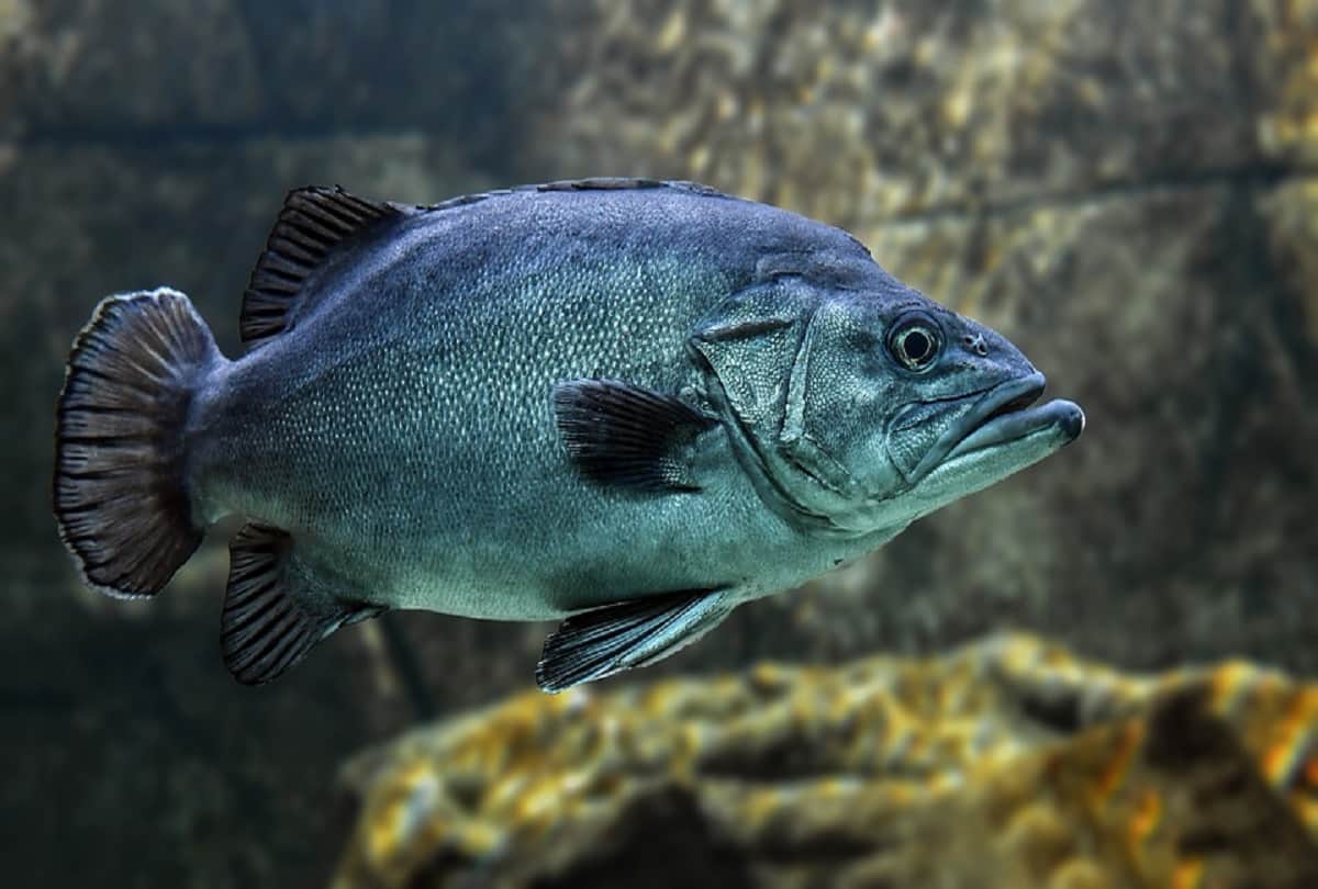 why blennies species fish got onto land leaving the water