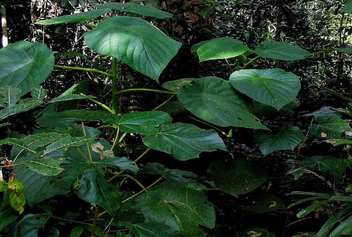 5 most dangerous trees in the world whose poison can kill instant