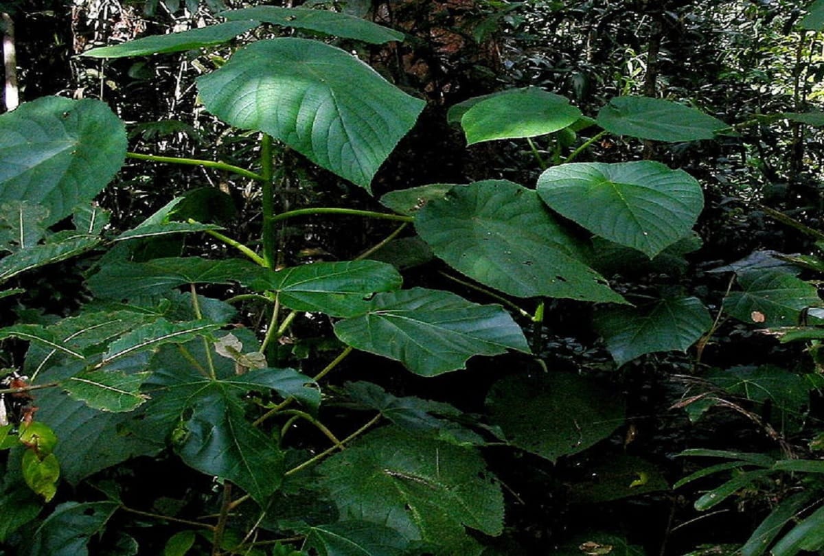Most dangerous trees in the world Who can take the life of anyone