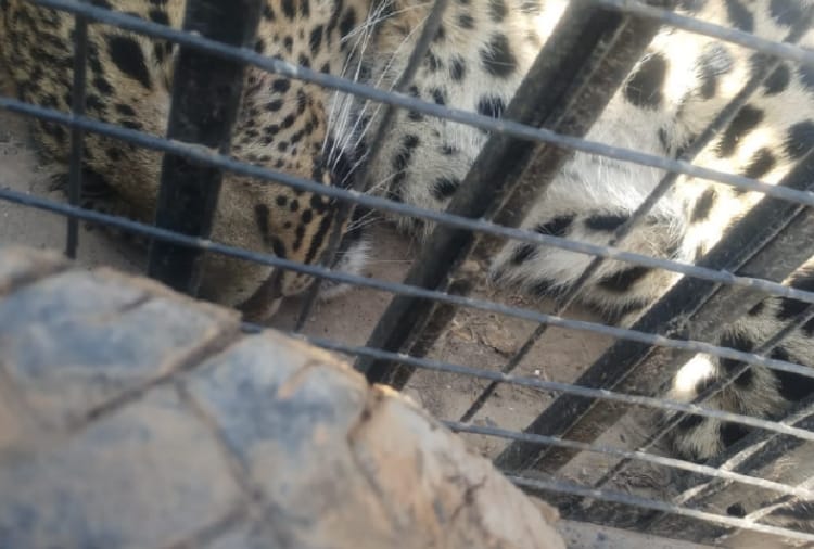 Leopard rescued from a farm house in Panchkula