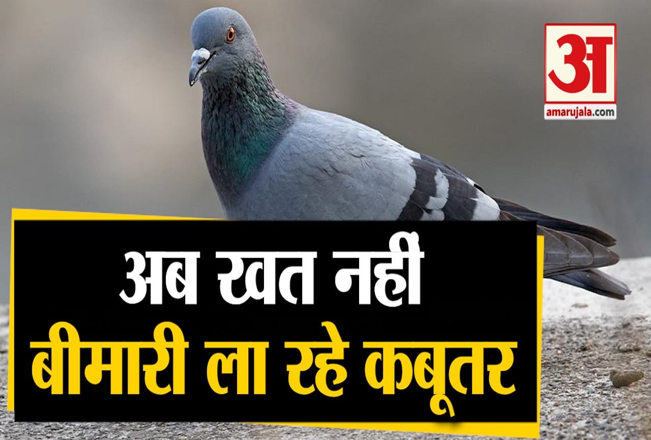 कबूतर