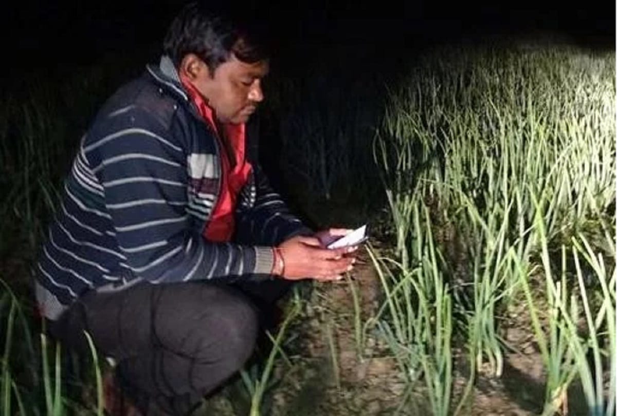 Stay awake! Onion crop may be stolen from the field