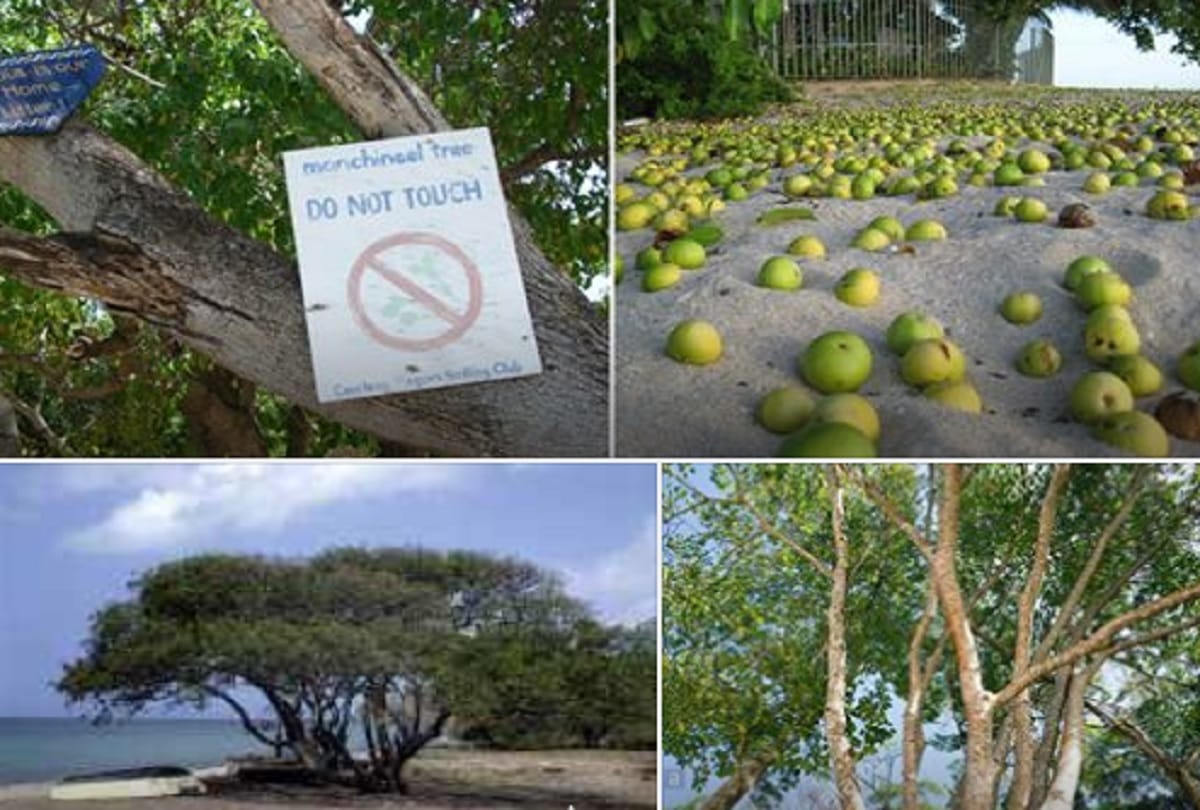 5 most dangerous trees in the world whose poison can kill instant