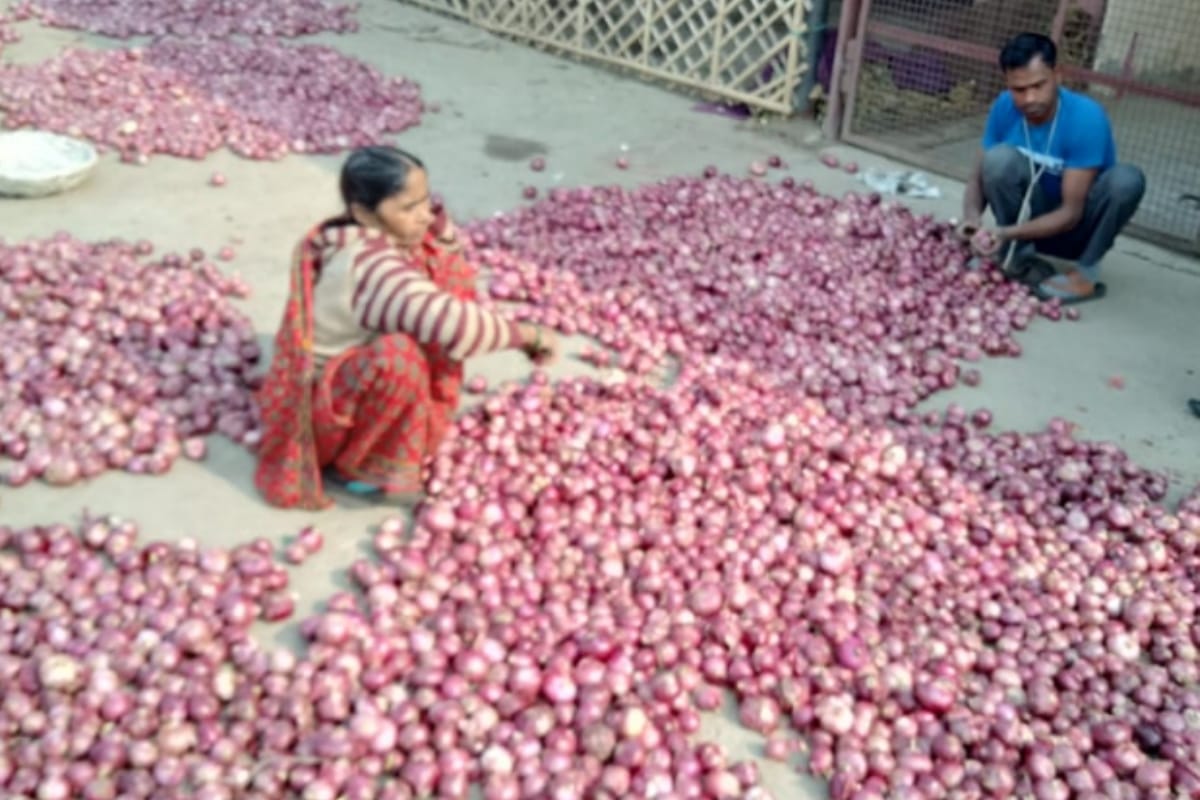 onion price, people will have to wait for fifteen days for cheap onions