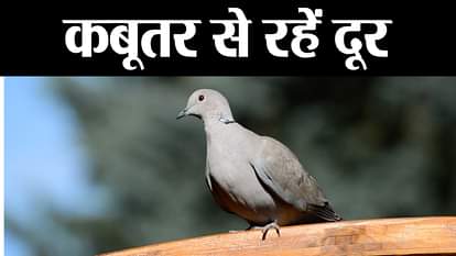 pigeon are now bad for health