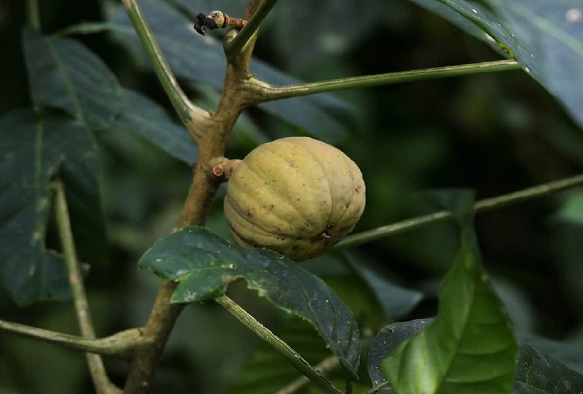 5 most dangerous trees in the world whose poison can kill instant