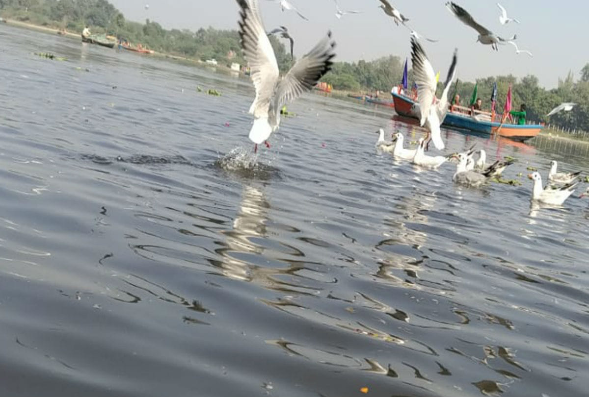Siberian crane Reached Yamuna River Mathura