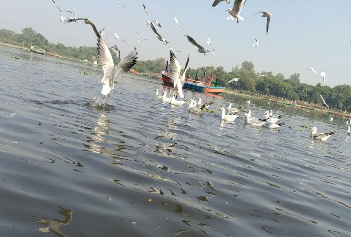 Siberian crane Reached Yamuna River Mathura