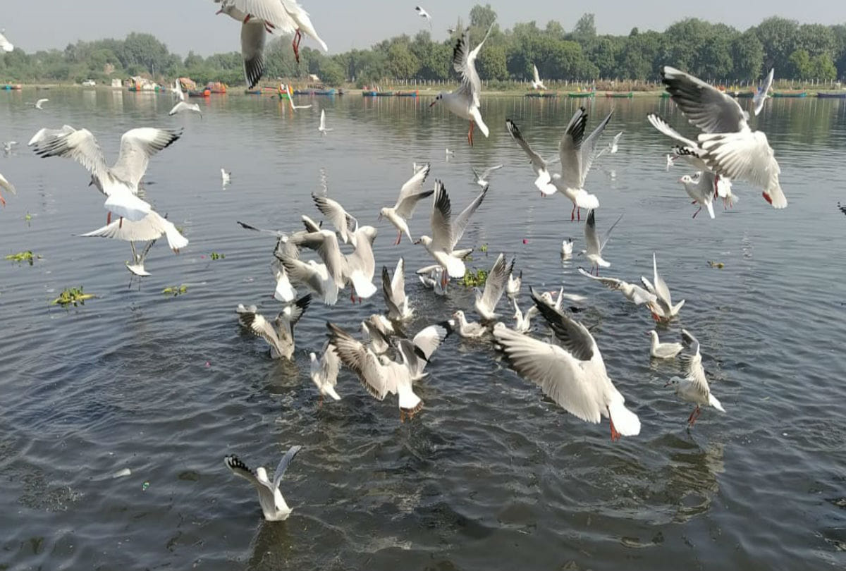 Siberian crane Reached Yamuna River Mathura