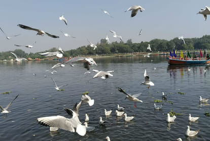 काशी आए विदेशी मेहमान: साइबेरियन पक्षियों ने वाराणसी में डाला डेरा, लेकिन इस बार सामने आयी ये परेशानी Siberian birds come to Varanasi, numbers reduced due to Ukraine war - birds will increase as cold increases