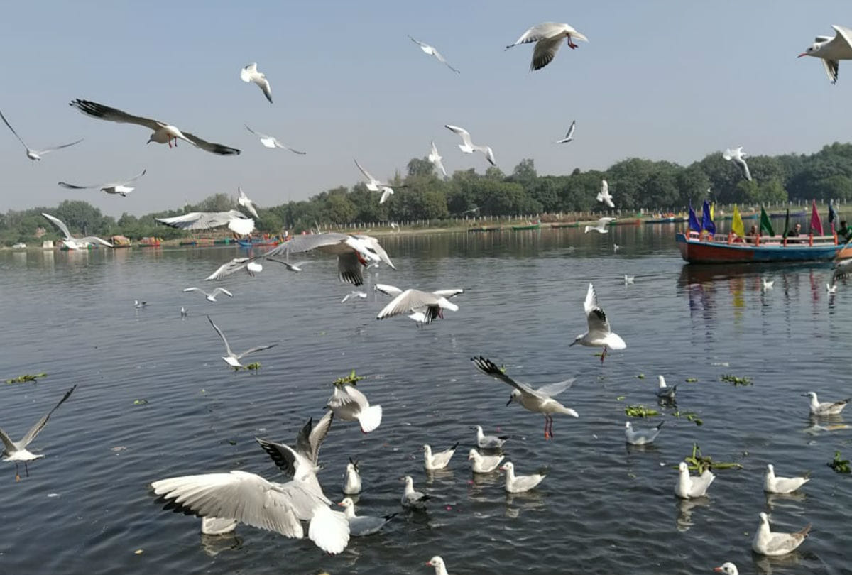 Siberian birds come to Varanasi, numbers reduced due to Ukraine war - birds will increase as cold increases