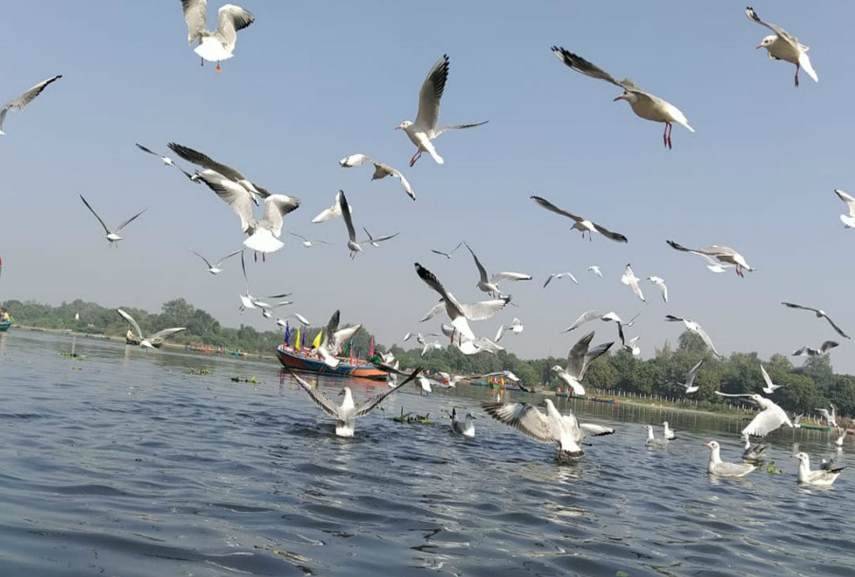 Siberian crane Reached Yamuna River Mathura