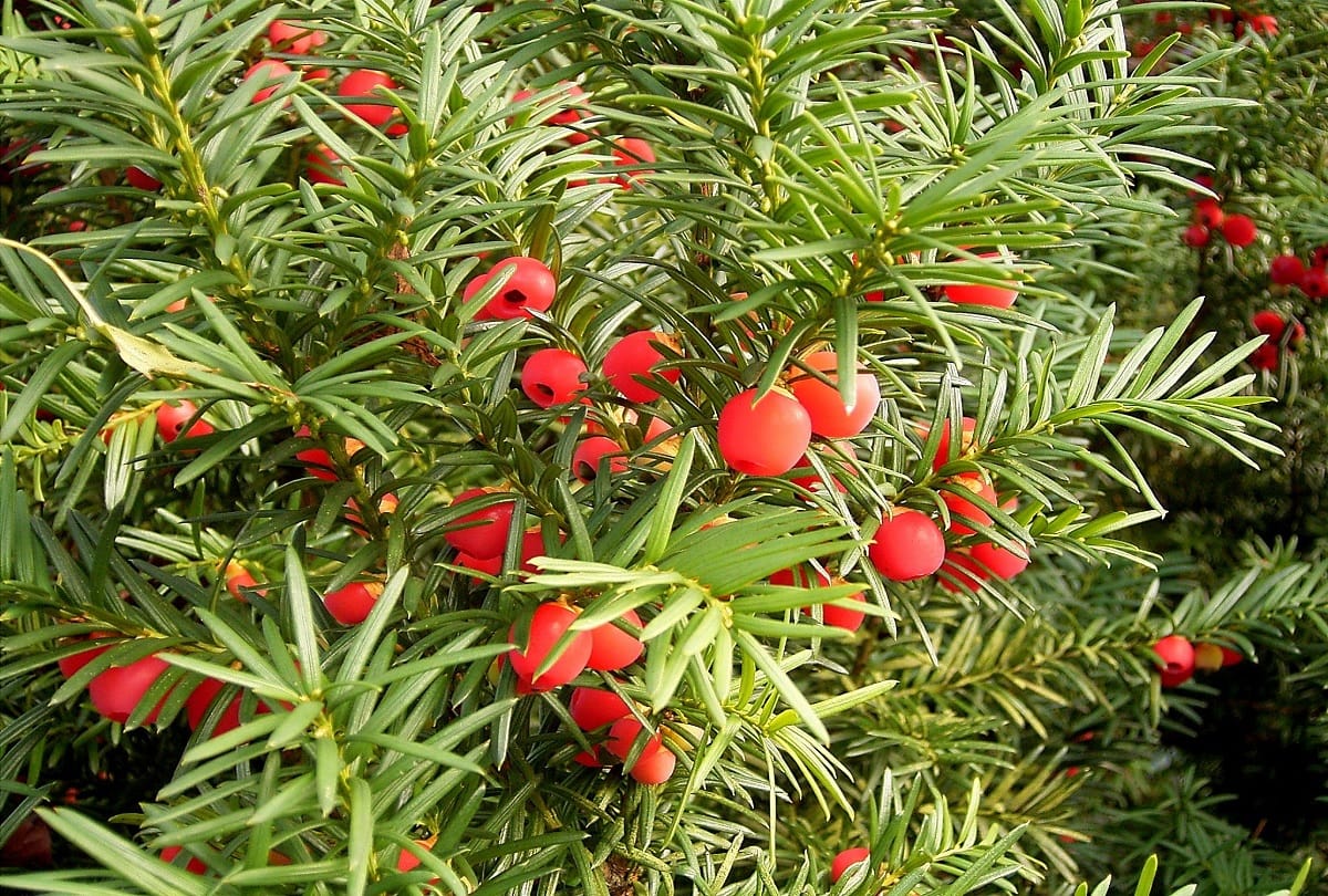 Most dangerous trees in the world Who can take the life of anyone