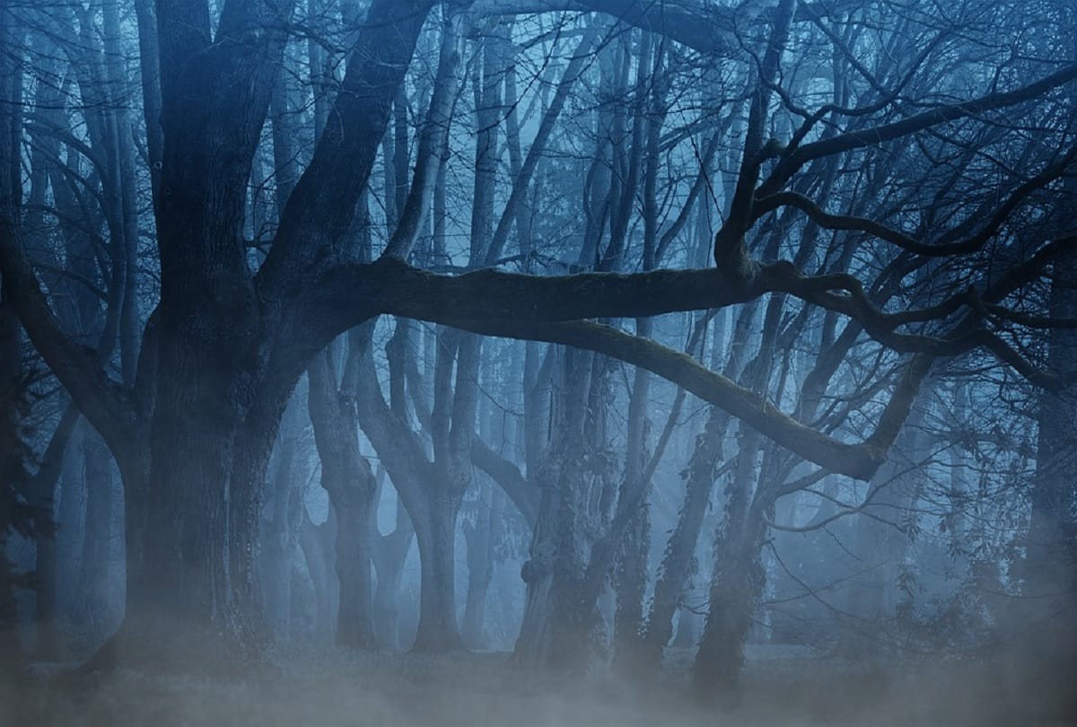 Most dangerous trees in the world Who can take the life of anyone