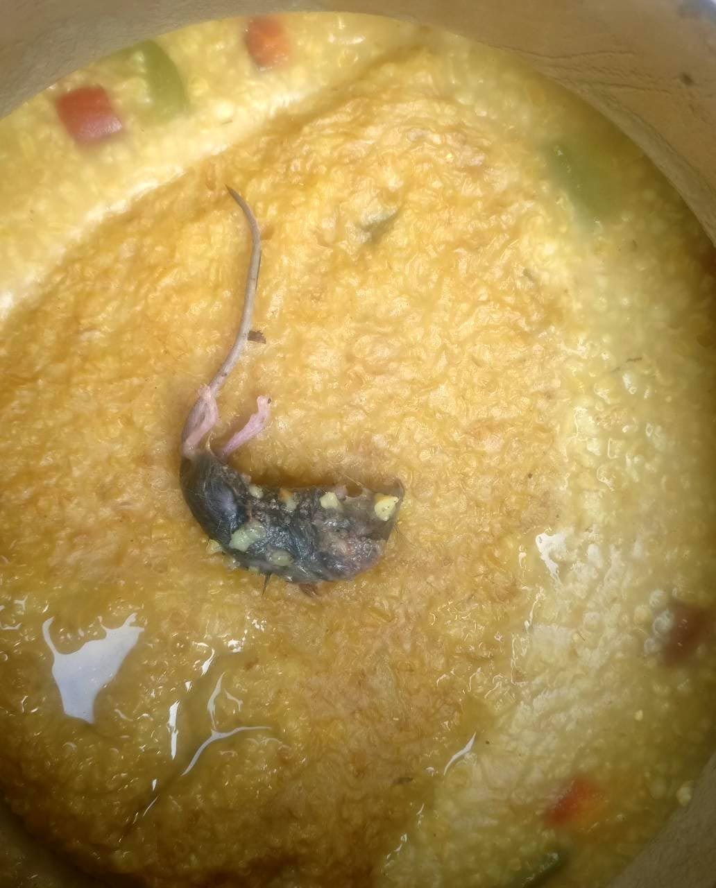 Dead rat found in mid-day-meal
