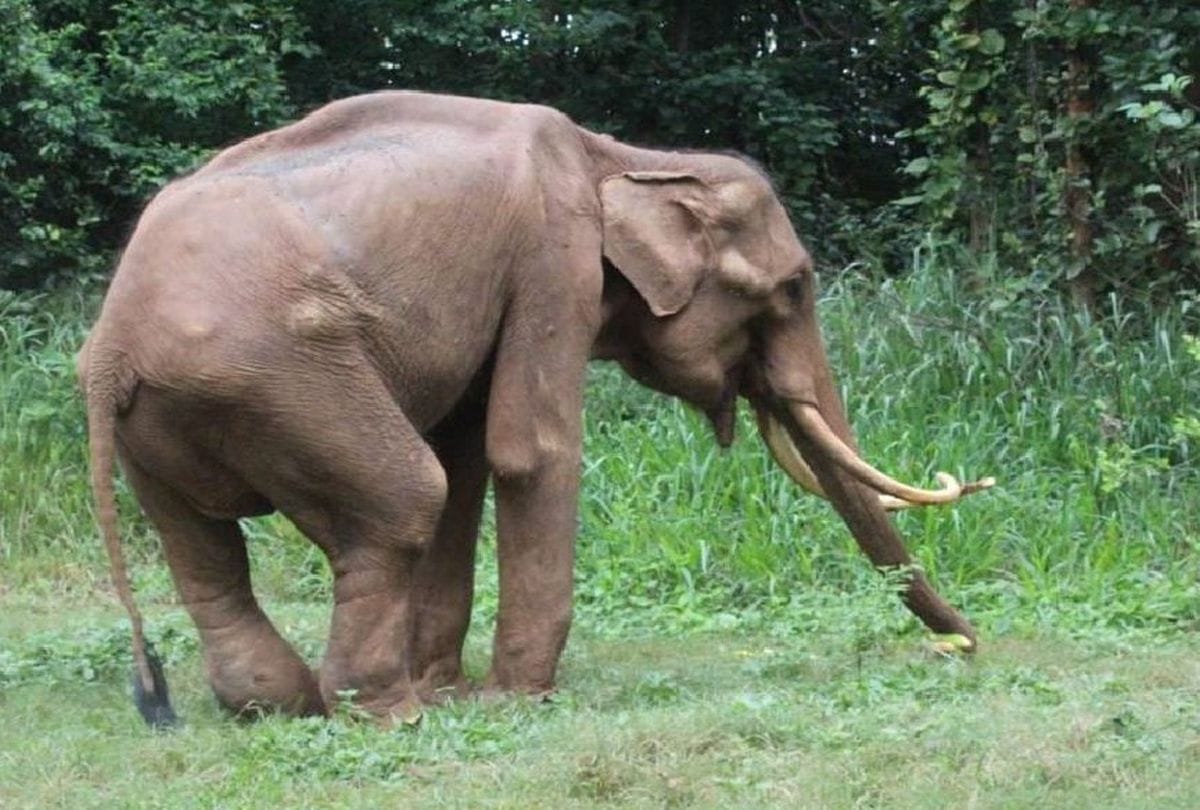 Chhattisgarh man dead in attack of Elephant in Korba
